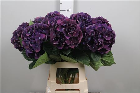 <h4>Hydr M Royal King</h4>