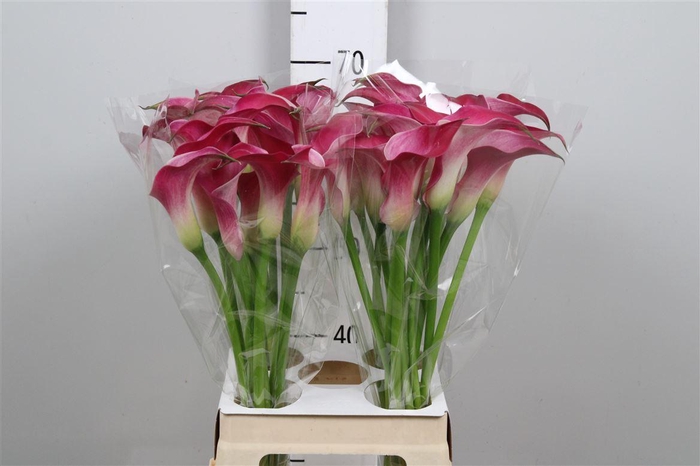 <h4>Zant Pink Jewel</h4>