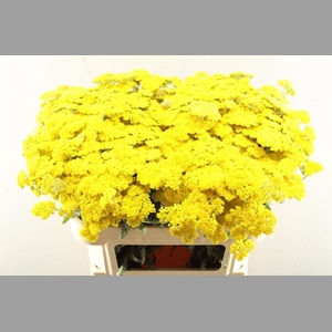 Achillea Moonshine