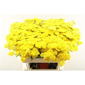 Achillea Moonshine