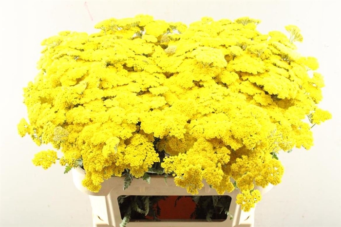 <h4>Achillea Moonshine</h4>