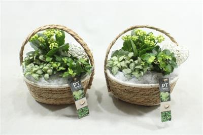 <h4>2339 WIT HENGSELMANDJE</h4>