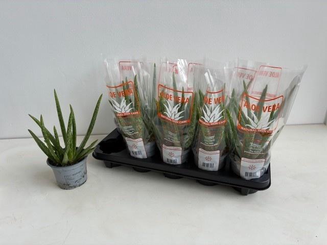 <h4>ALOE VERA</h4>