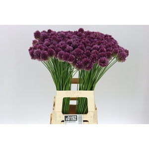 Allium Sphaerocephalon
