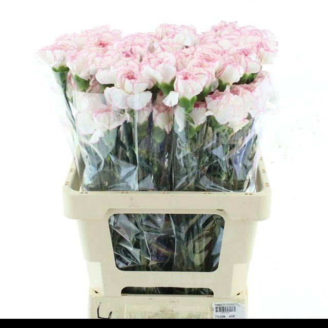 <h4>DI ST MUDAH FB X 160</h4>