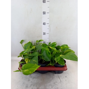 Epipremnum pinn. 'Aureum'