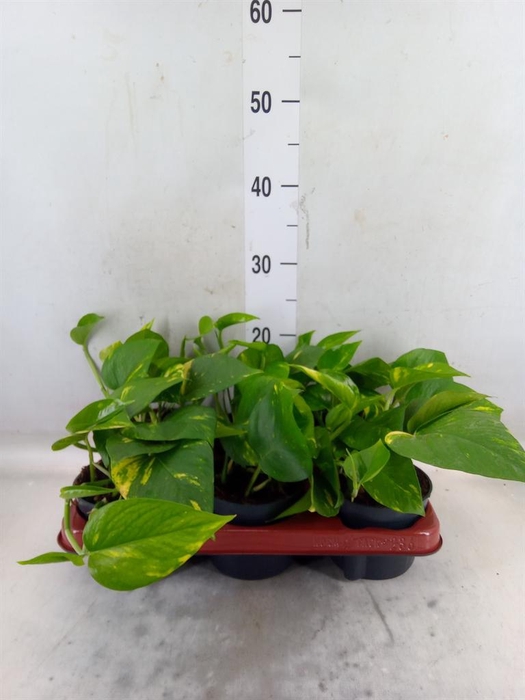 <h4>Epipremnum pinn. 'Aureum'</h4>