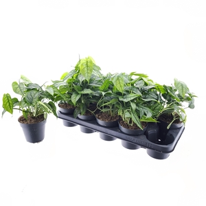 MONSTERA SILTEPECANA