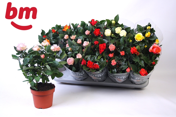 <h4>RO B MONDE GEM</h4>