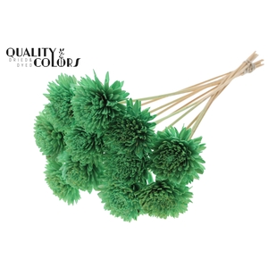Shola Zinia Ø8cm on stem Mint