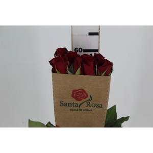 ROSA SAMOURAI 060 CM ESTUFA