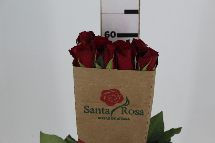 <h4>ROSA SAMOURAI 060 CM ESTUFA</h4>