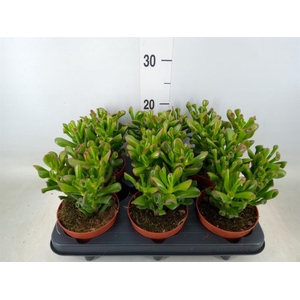 Crassula ovata 'Trompet'