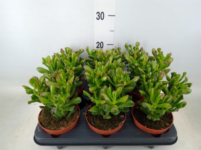 <h4>Crassula ovata 'Trompet'</h4>