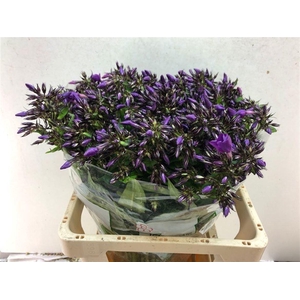 PHLOX VAN GOGH