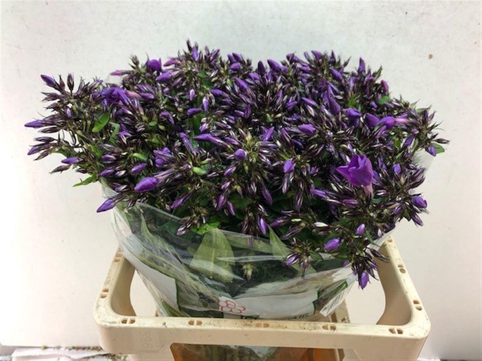 <h4>PHLOX VAN GOGH</h4>