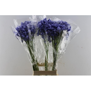 Agapanthus Buddy Blue