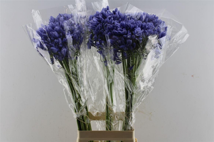 <h4>Agapanthus Buddy Blue</h4>