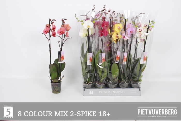<h4>PHAL GEM 8 KL</h4>