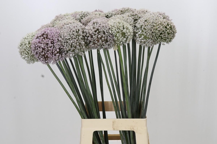 <h4>Allium Kenton</h4>