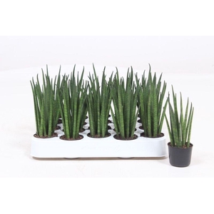 Sansevieria Mikado