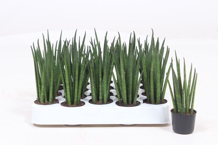 <h4>Sansevieria Mikado</h4>
