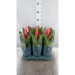 Vriesea  'Intenso Pink'