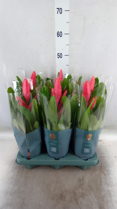 <h4>Vriesea  'Intenso Pink'</h4>