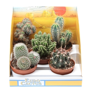 Cactus mix in showdoos