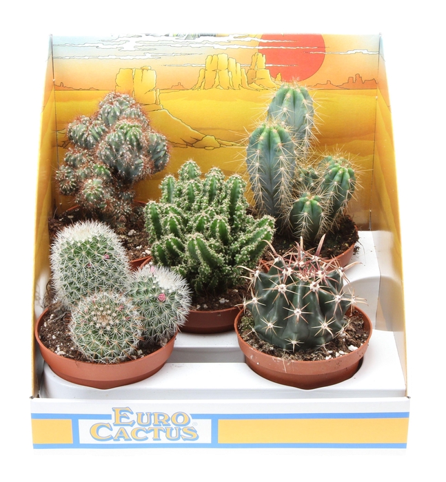 Cactus mix in showdoos