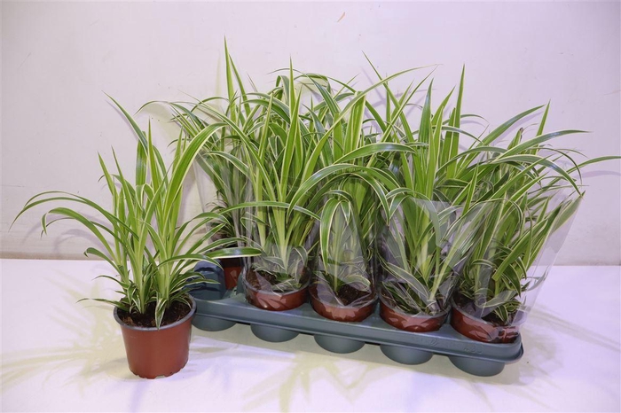 <h4>Chlor Comosum</h4>