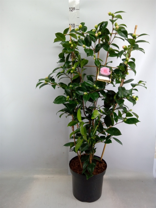 <h4>Camellia japonica 'WilliamBartlett'</h4>