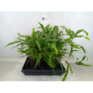 Arr.   Kamerplant Groen H%