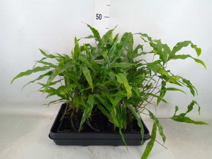 <h4>Arr.   Kamerplant Groen H%</h4>