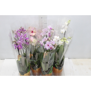 PHALAENOPSIS MINI P09 2 HT