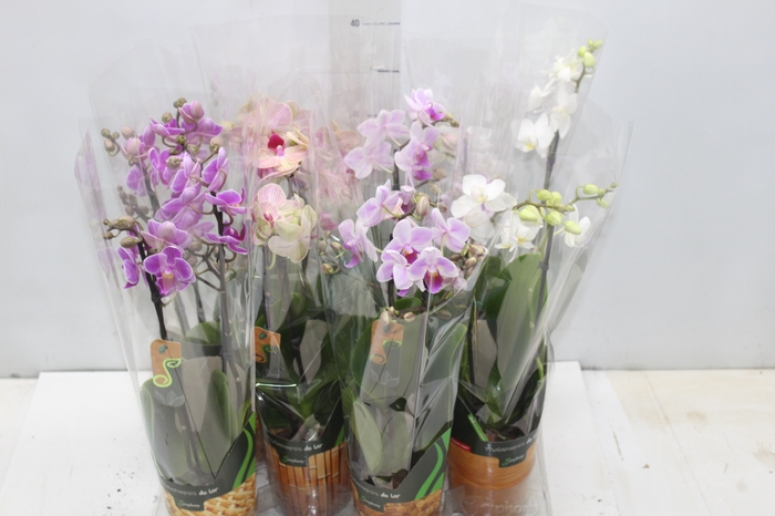 <h4>PHALAENOPSIS MINI P09 2 HT</h4>