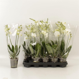 PHAL WHITE WILD INVERNESS 4 TAK