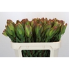 Leucadendron Laurel Yellow