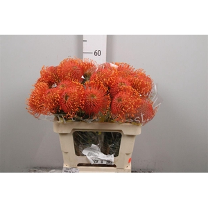 Leuco Ayoba Orange Zest