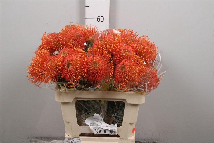 <h4>Leuco Ayoba Orange Zest</h4>