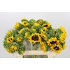 Helianthus Orange Fire