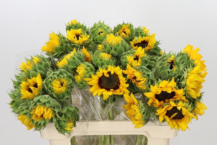 Helianthus Orange Fire