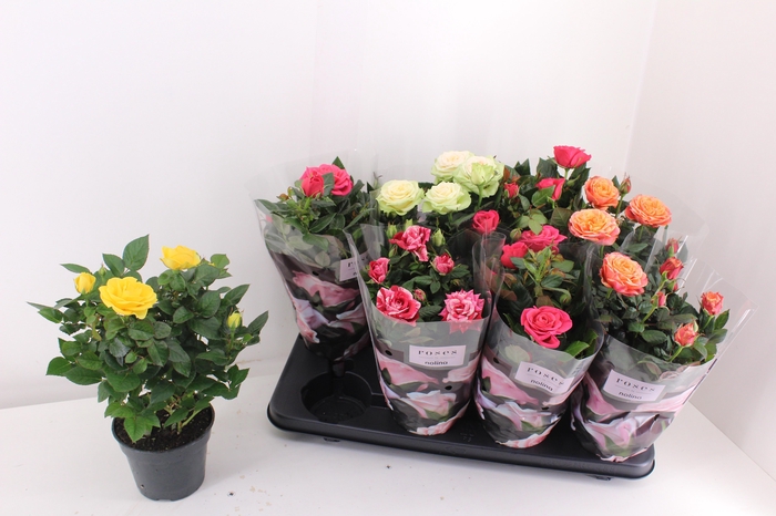 <h4>RO PATHIT GEM 5 SRT</h4>