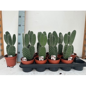 OPUNTIA