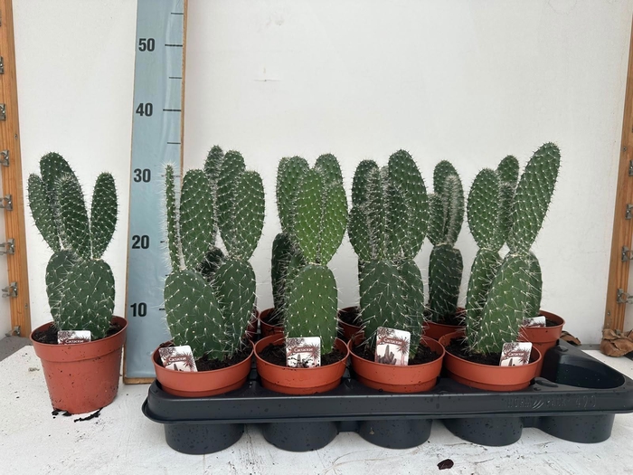 <h4>OPUNTIA</h4>