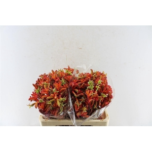 Anigoz Ramp Roy Slav