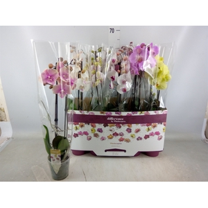 Phalaenopsis   ...mix