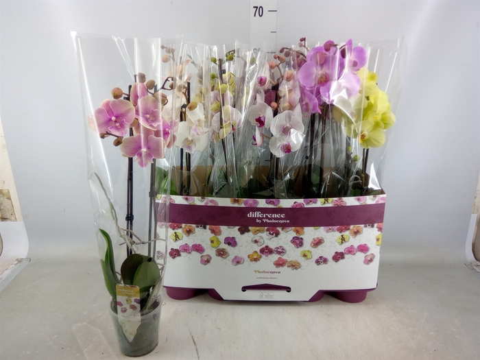 <h4>Phalaenopsis   ...mix</h4>