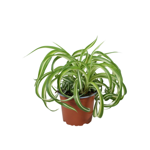 Chlorophytum comosum Bonnie