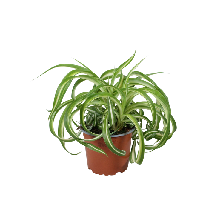 <h4>Chlorophytum comosum Bonnie</h4>